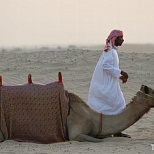 Пустыня с верблюдами в ОАЭ
