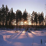 Закат в финском лесу